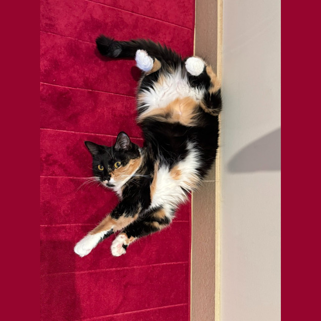 Photo of Gilly Bunny