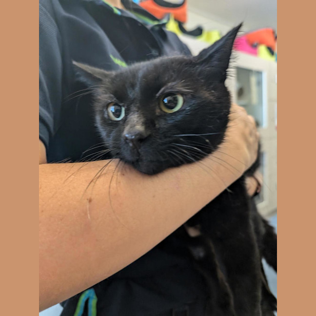 Photo of Midnight