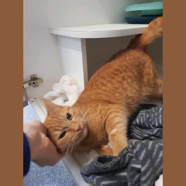 Photo of Buttercup
