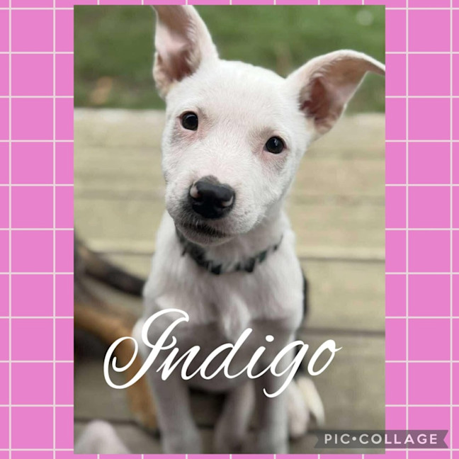 Photo of Indigo 