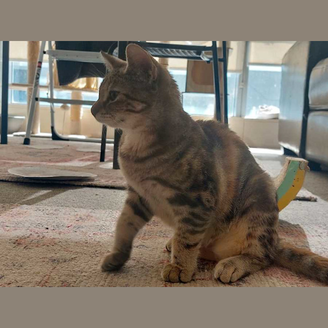 Photo of Mojito Canela