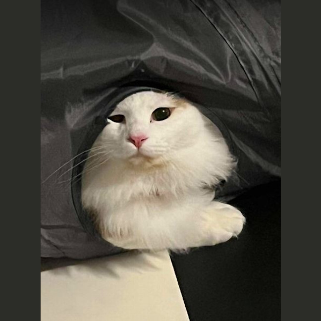 Photo of Cedric