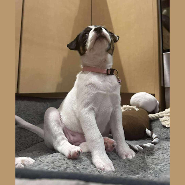 Photo of Gypsy