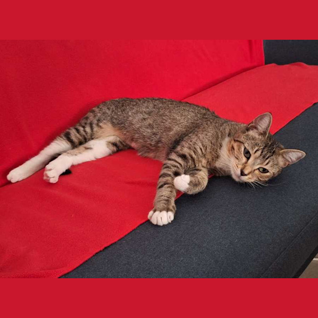 Photo of Misty