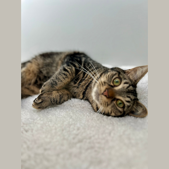 Photo of Tenor
