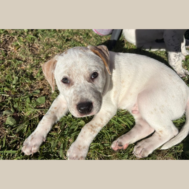 Photo of Bingo    9 Week Old Cattle Dog X