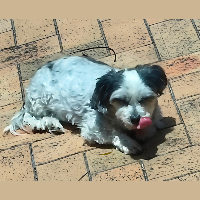 Photo of Toby   10 Year Old Maltese X
