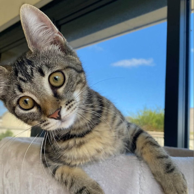 Photo of Fudge