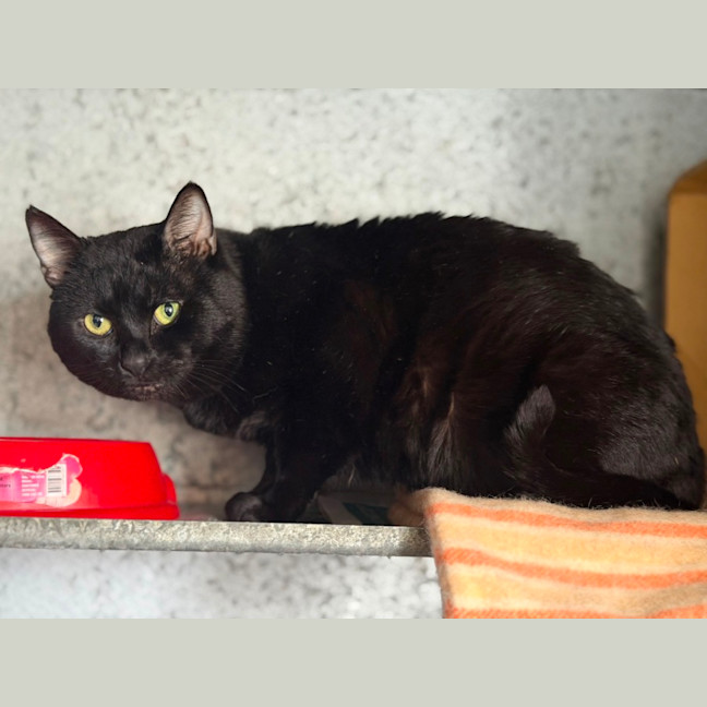 Photo of Mister