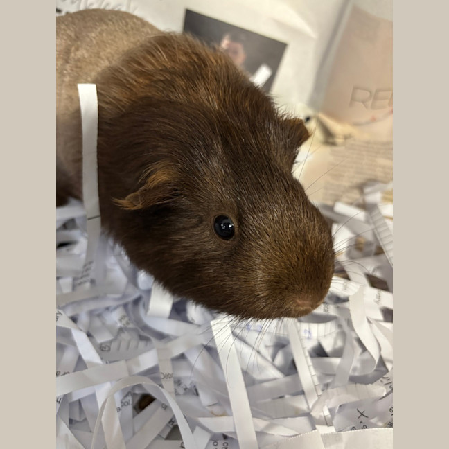 Photo of Miss Marple