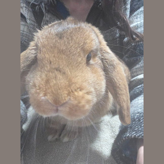 Photo of Raisin