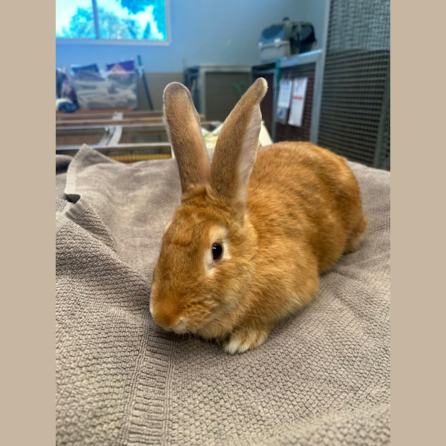 Photo of Chomp
