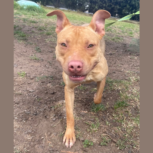 Photo of Crumpet (61532)