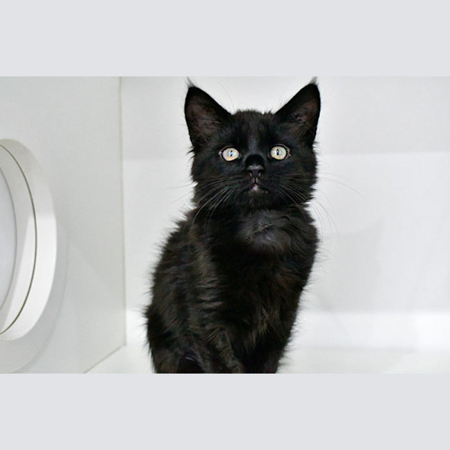 Photo of Catphrodite