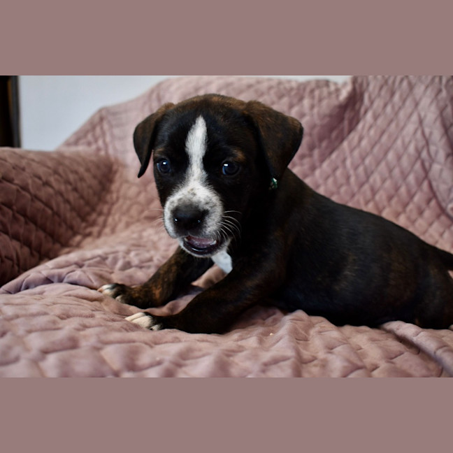 Photo of Samson