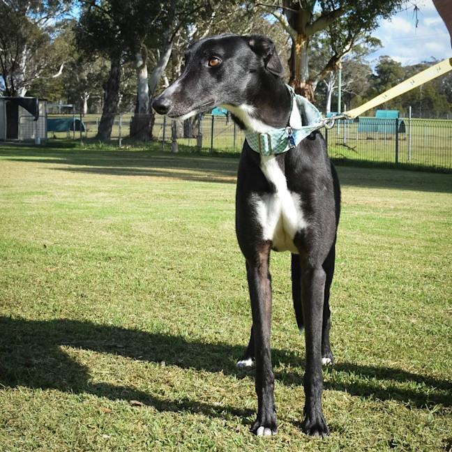 Photo of Frodo The Greyhound