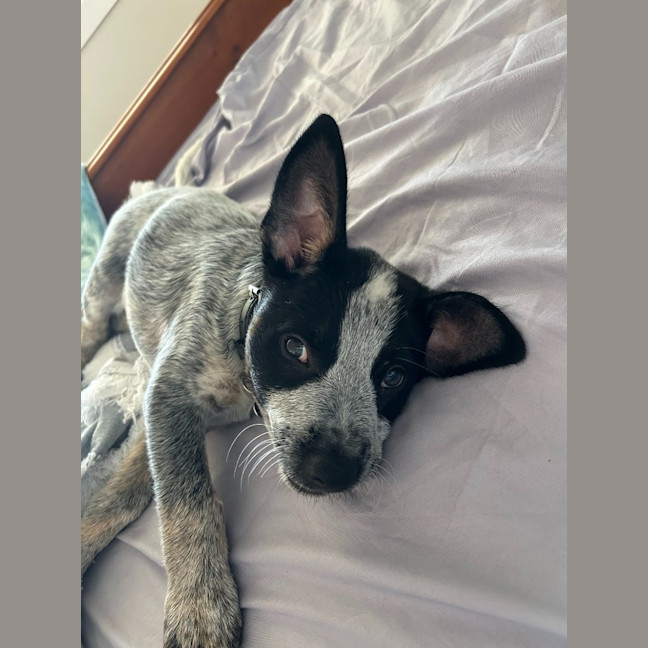 Photo of Ralphie (Now Dexter)