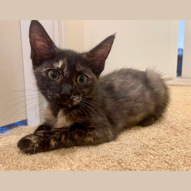 Photo of Noodles And Rose