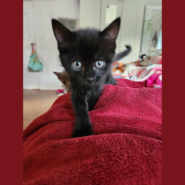 Photo of Luna