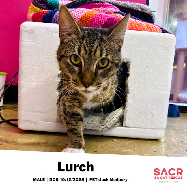 Photo of Lurch