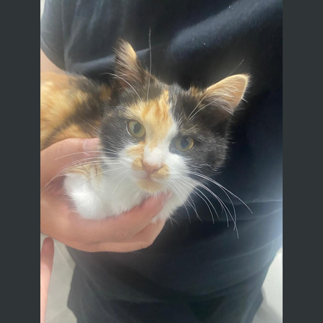 Photo of Sabrina Purrpenter
