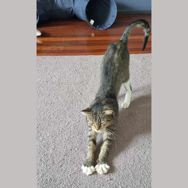 Photo of Josie