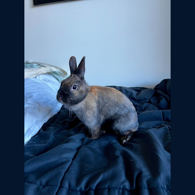 Photo of Bunny Boop