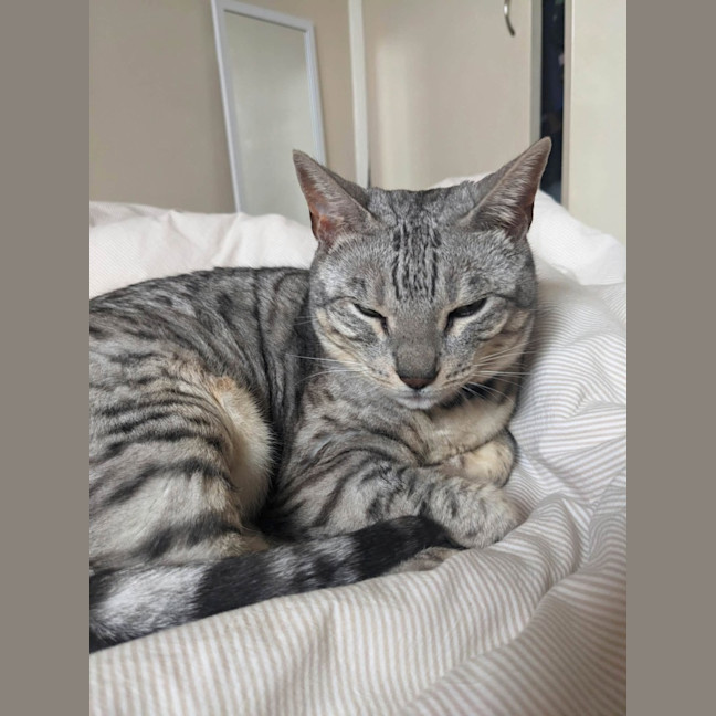 Photo of Maebe   In Foster Care In Thornbury