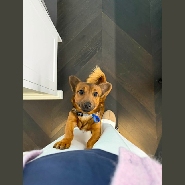 Photo of Cheezel