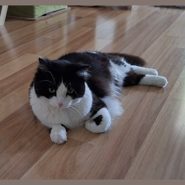 Photo of Lola