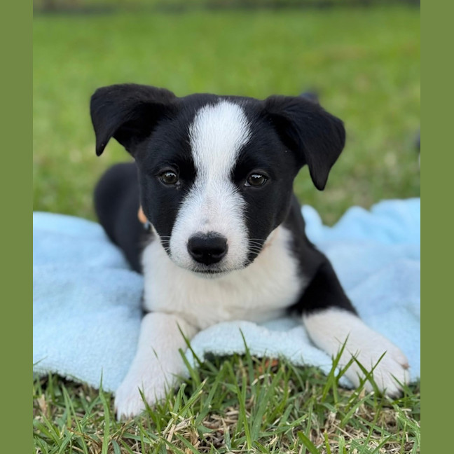 Photo of White Knight 