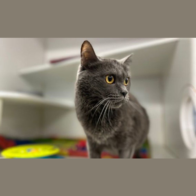 Photo of Percy Blue