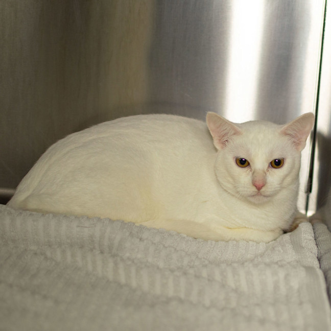 Photo of Marshmallow