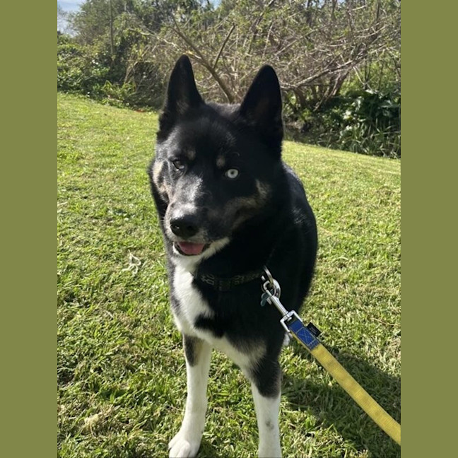 Photo of Shadow