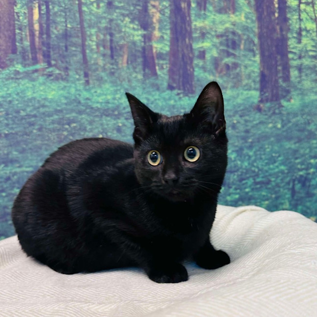 Photo of Rocky   Located In Preston