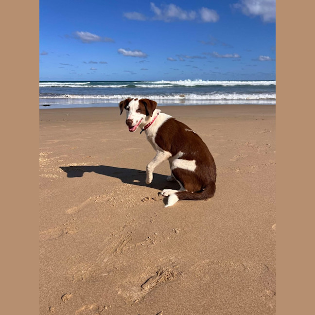 Photo of Pepper
