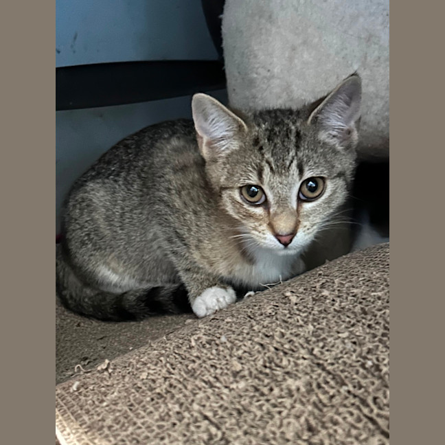 Photo of Sophie 😻