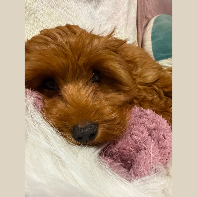 Photo of Josie 