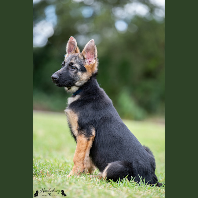 Photo of Ember