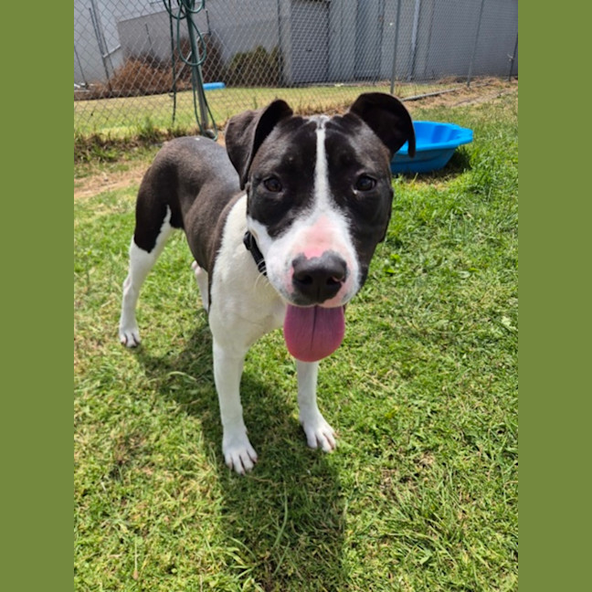 Photo of Darcy (67737)