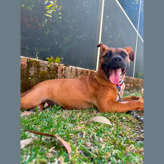 Photo of Aubrey   6 Month Old Mixed Breed