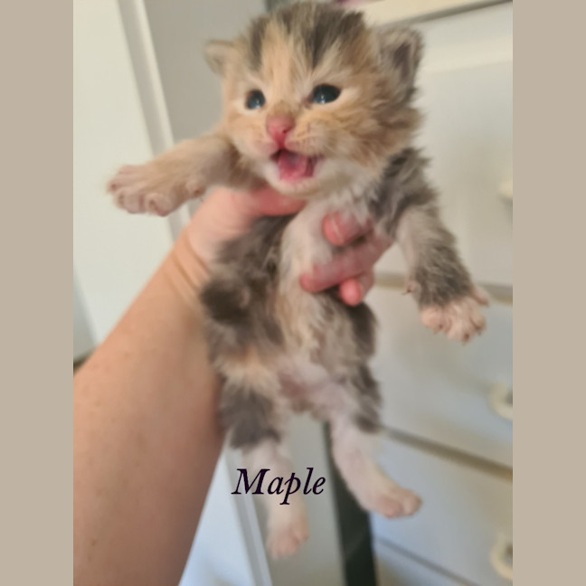 Photo of Maple