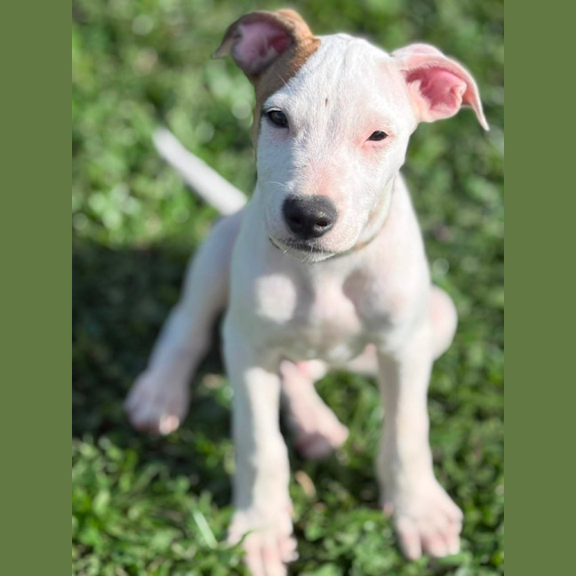 Photo of Petey