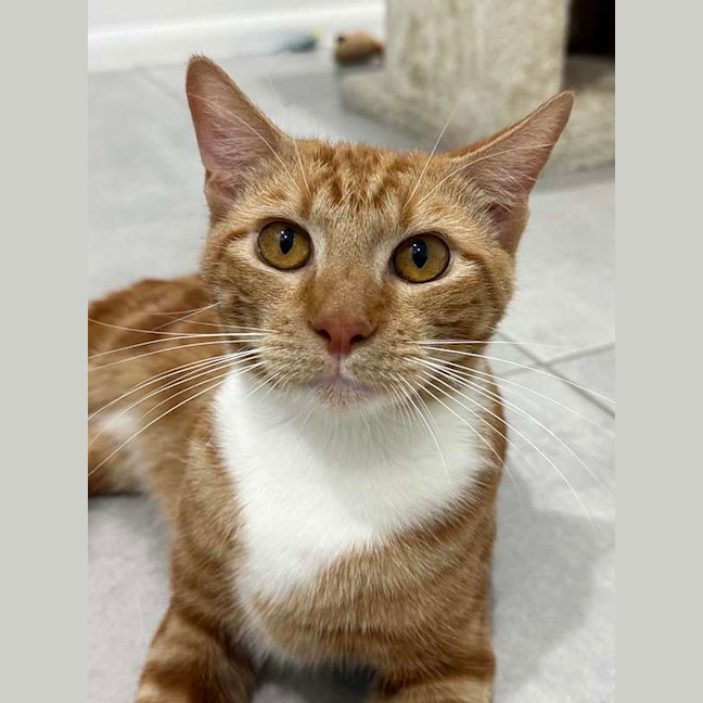 Photo of Garfield