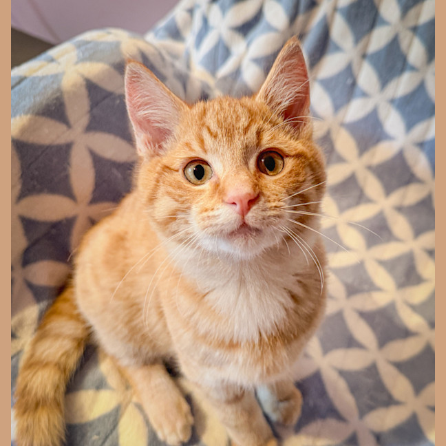 Photo of Sir Pouncealot