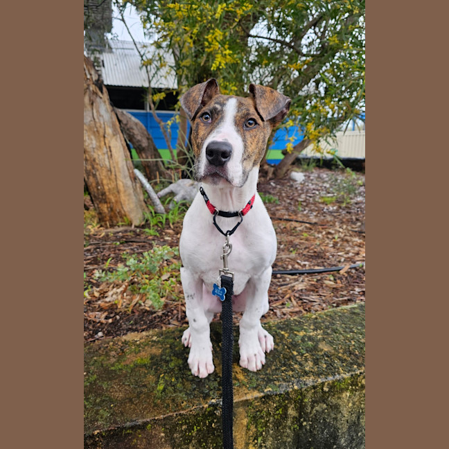 Photo of Milo