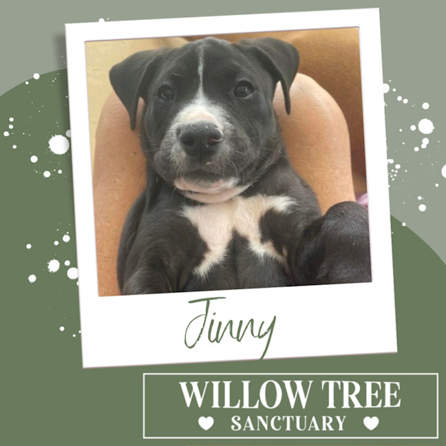 Photo of Jinny