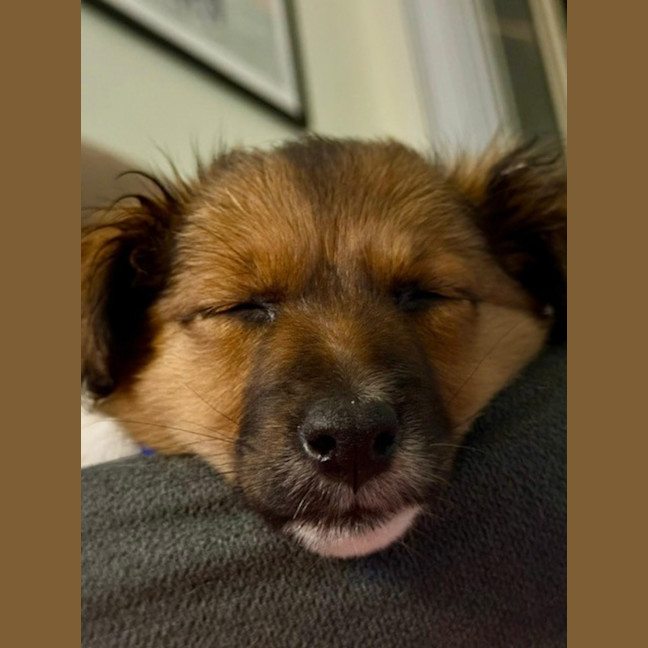 Photo of Finn   3 Month Old Fox Terrier X