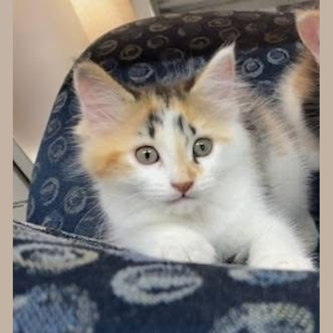 Photo of Milkshake