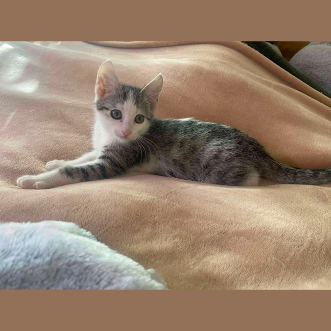 Photo of Penne